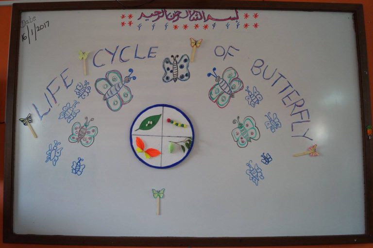 KG life Cycle of Butterfly Activity