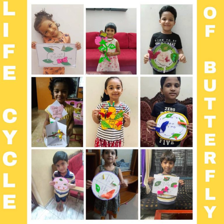 KG Life Cycle of Butterfly